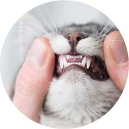 Zähne Katze